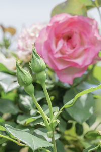 Close-up of pink flowering plant