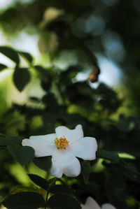 Close-up of white flowering plant