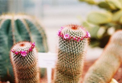 Close-up of flowers blooming outdoors