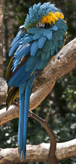 Close-up of a bird perching on branch