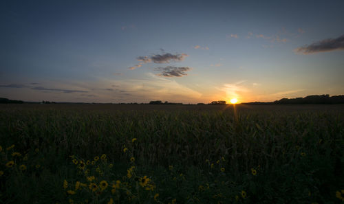 Scenic view of field against sky during sunset