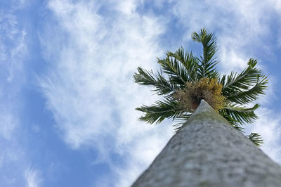 Low angle view of palm tree against sky