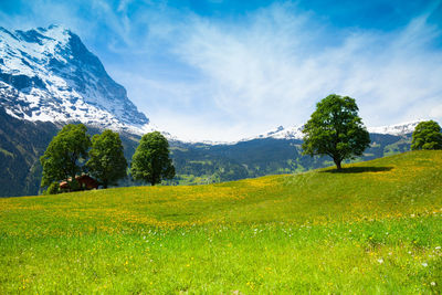 Scenic view of field against sky