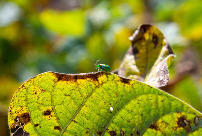 Close-up of insect on plant during autumn