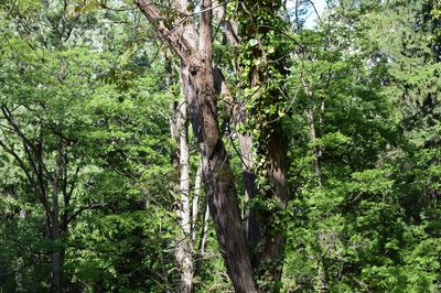 Trees growing in forest