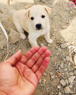 Close-up of hand holding dog