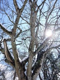 Low angle view of bare trees against sky