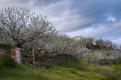 View of trees on field against sky