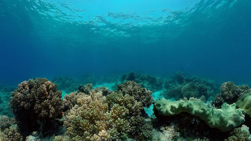 undersea