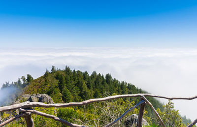 Scenic view of plants and trees against blue sky