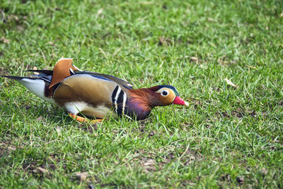 Side view of a duck on grass