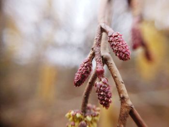 Close-up of flowering plant on branch