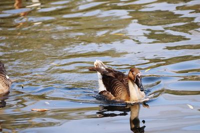 High angle view of duck in lake