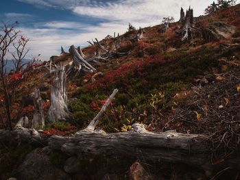 Scenic view of waterfall in forest against sky