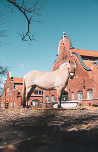 Low angle view of horse against the sky