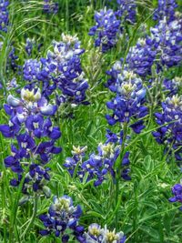 Close-up of purple flowers blooming in field