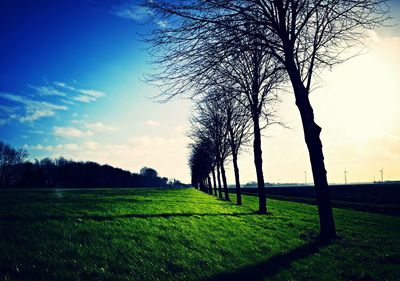 Bare trees on grassy field