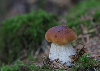 mushroom