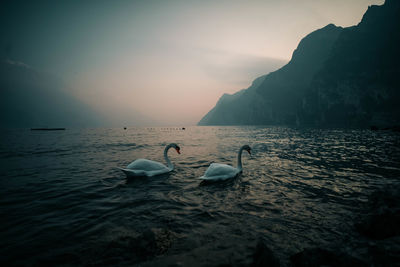 Swans swimming in sea