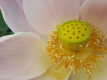 Close-up of yellow flower head