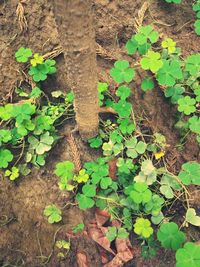 High angle view of ivy growing on plant