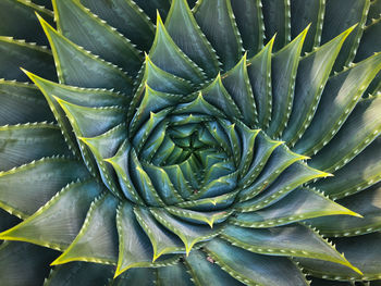 Full frame shot of succulent plant