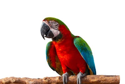 Close-up of parrot perching on white background
