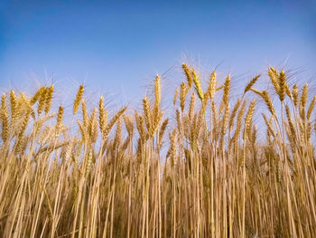 Close-up of stalks in field against clear blue sky