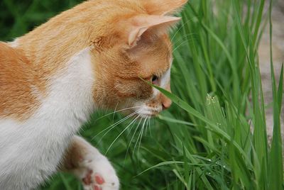 Close-up of a cat