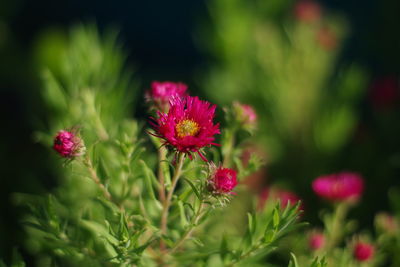 Close-up of pink flowering plant