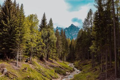 Scenic view of pine trees against sky