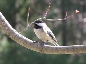 Close-up of bird perching on white background