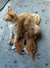 High angle view of a cat on street