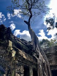 Low angle view of a tree