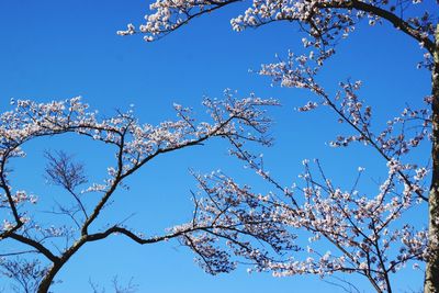 Low angle view of flowering tree against blue sky