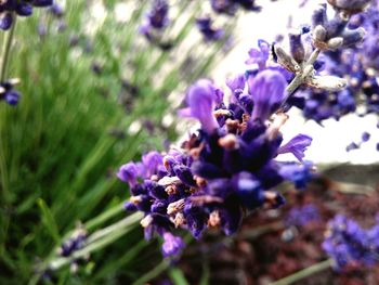 Close-up of purple flowers