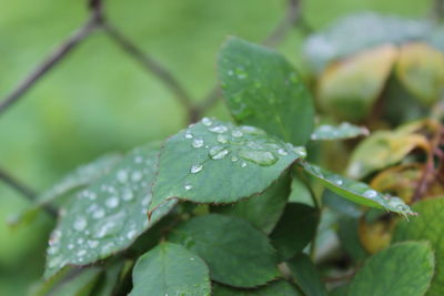 Close-up of wet plant leaves during rainy season