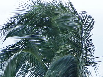 Low angle view of palm tree against sky