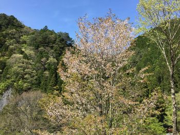 Low angle view of flowering trees in forest against sky