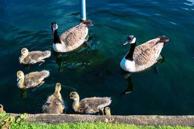 Birds in water