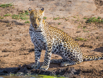 Portrait of young leopard looking at camera at kruger national park, south africa