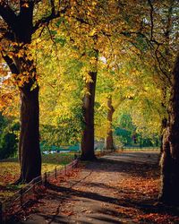 Trees in park