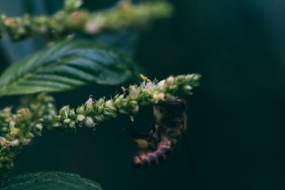 Close-up of flowering plant