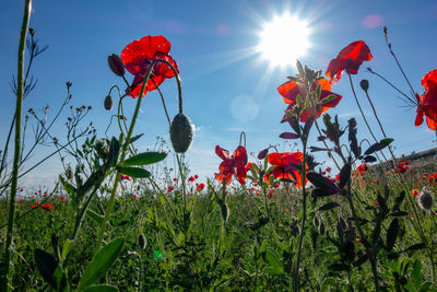 Close-up of red poppy flowers on field against sky