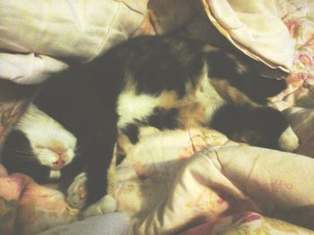 Close-up of cat lying on bed