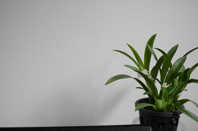 Potted plant on wall