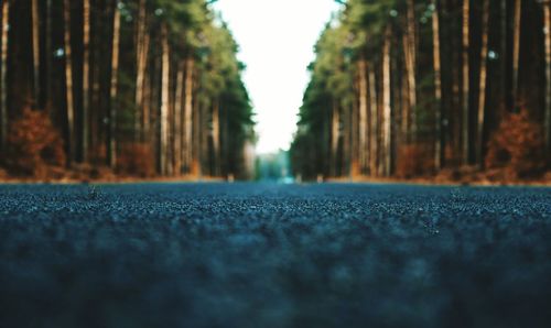 Surface level of road against trees in city