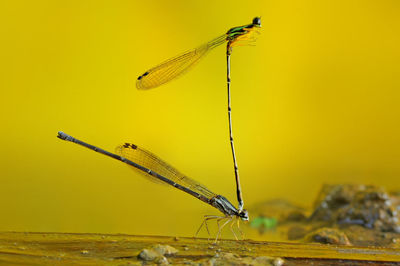 Close-up of a dragonfly