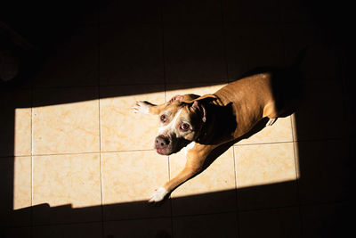 High angle view of dog on floor