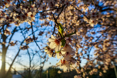 Low angle view of cherry blossoms against sky